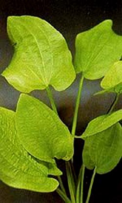 Echinodorus cordifolius